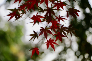 red maple leaves