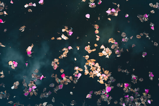 Abstract withered rose petals on the water
