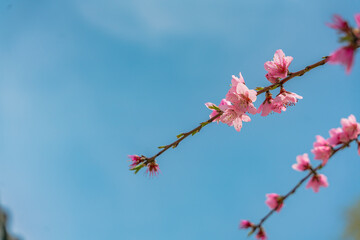 Close view of pink peach blossoms in spring time.