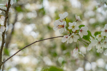 Fototapeta premium Close view of white and pink peach blossoms in spring time.