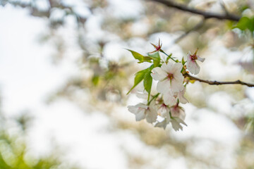 Close view of white and pink peach blossoms in spring time.