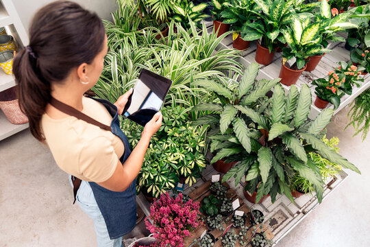 Woman Weeding At Greenhouse