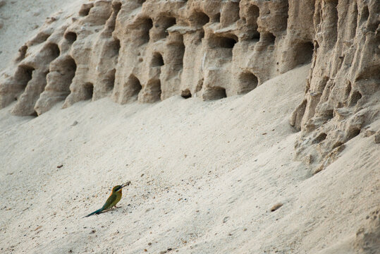 Blue-tailed bee-eater