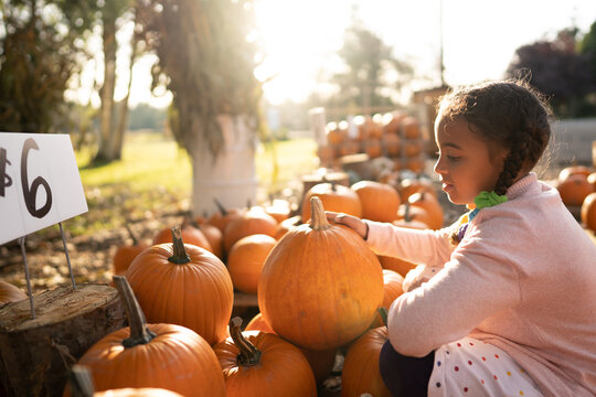 Young girl examines pumpkins for sale at farm