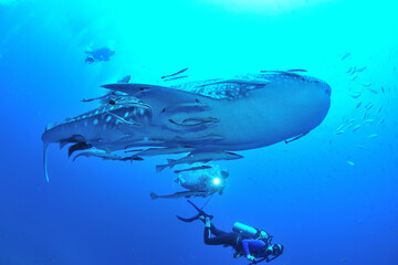 悠々と泳ぐジンベイザメは世界最大の魚類