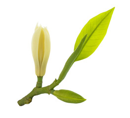 White Champaka flower isolated on white background