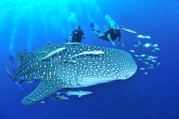 悠々と泳ぐジンベイザメは世界最大の魚類