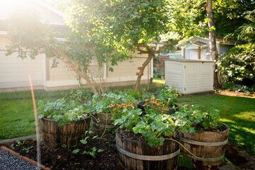 Whisky barrel strawberry planter beds in a yard