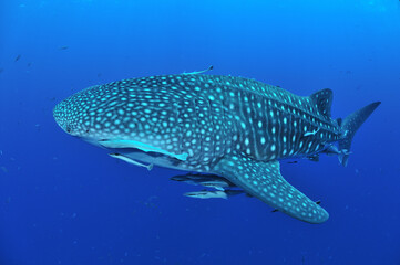 悠々と泳ぐジンベイザメは世界最大の魚類