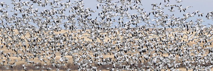 Freeze out lake Snow Geese