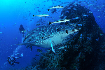 悠々と泳ぐジンベイザメは世界最大の魚類
