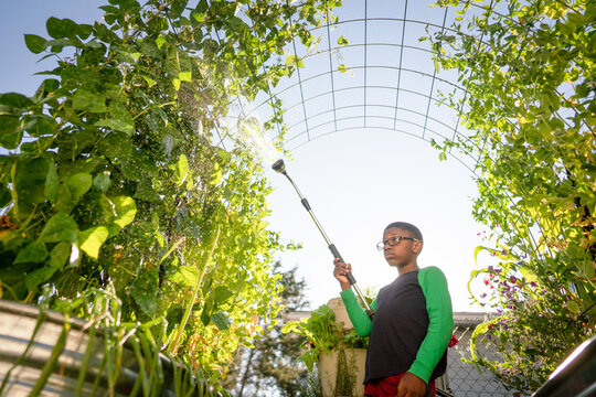 Boy watering garden plants on trellis
