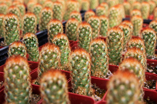 Small cactus plants