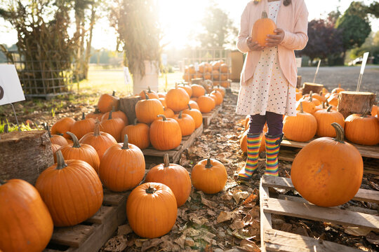 Faceless girl in rainbow boots holds pumpkins in evening light