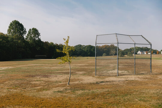 Baseball Field Landscape with Lone Tree
