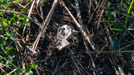 Burnt rat skull in a forest, human deforestation, and put fires cause animals to suffer and death.