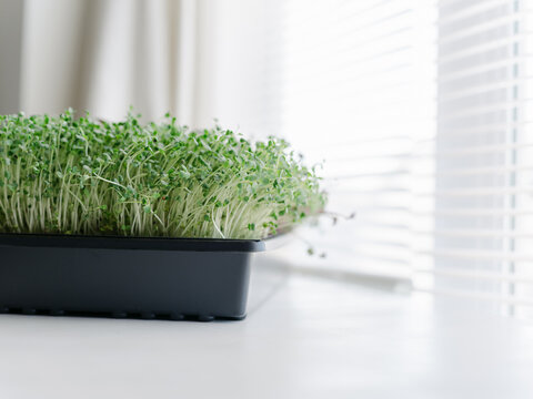Home grown Microgreens