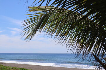 palm tree on the beach