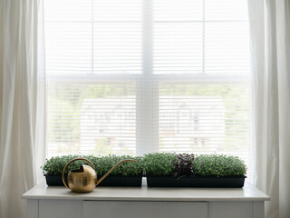 Home grown Microgreens