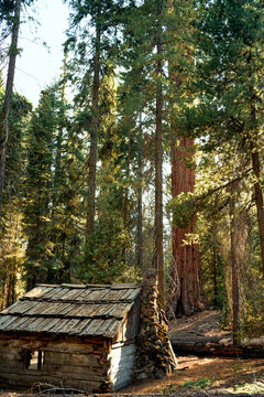 inside sequoias forest