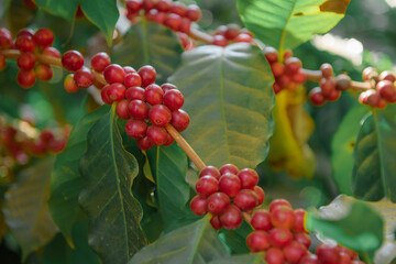Fresh red Arabica cherry coffee beans with coffee trees., Fruit, coffee and fresh coffee beans.