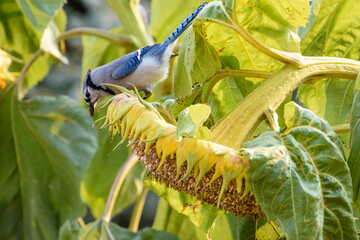 Blue jay (cyanocitta cristata) feeding on the seeds of a giant sunflower