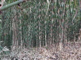 Bamboo Forest 