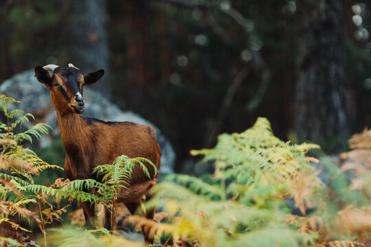 Portrait of a Wild Goat