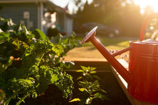 Backlit image of garden with red watering can and Kale