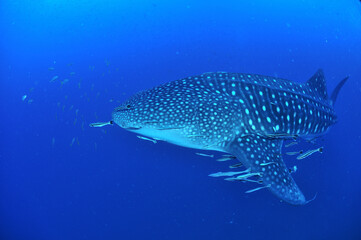 A whale shark that swims leisurely.