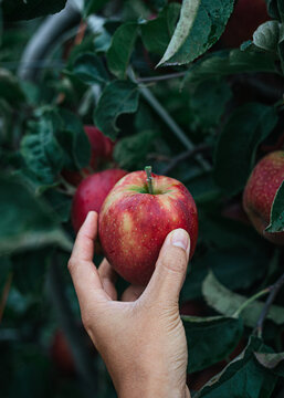 Hand holding fresh picked apple in orchard