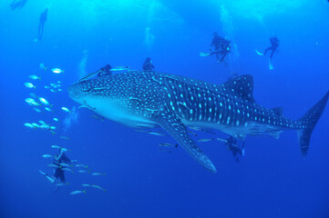 Fototapeta premium A whale shark that swims leisurely.