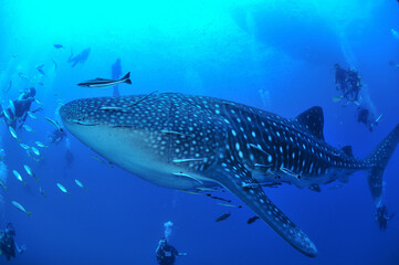 The largest fish on earth, the whale shark