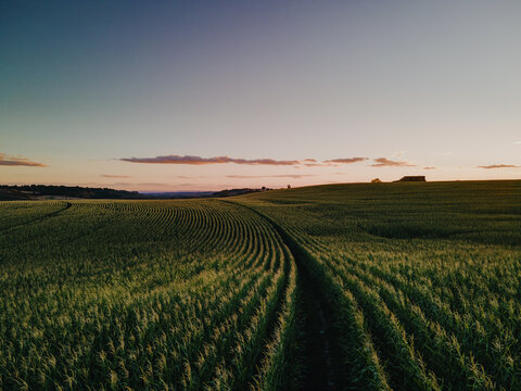 Aerial Cornfields fields