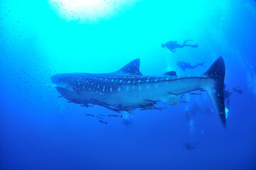 A whale shark that swims leisurely.