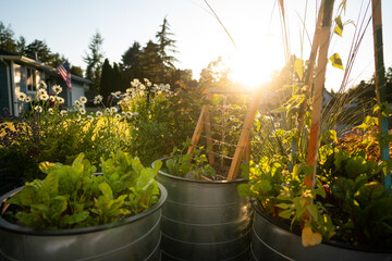 Golden hour shot of home garden raised beds