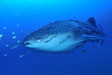 A whale shark that swims leisurely.