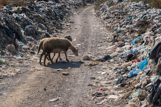 sheep in the midst of a landfill