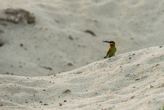 Blue-tailed bee-eater