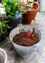 Manure in vintage iron bucket close to plants and pots in garden