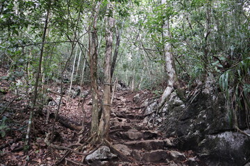 Walkway in the jungle
