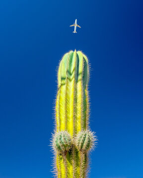 A cactus shaped like a male member and an airplane.