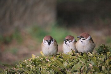 2羽のスズメに見られる1羽のスズメ
