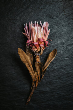 Dry Pink Protea