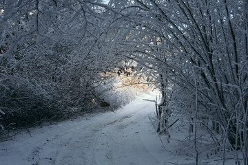 Path trough winter wonderland