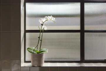 Orchid flower in a bathroom