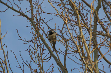 A Male House Sparrow (Passer domesticus) in a Tree