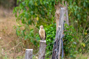 red tailed hawk