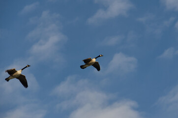 Canada Geese (Branta canadensis) in Flight
