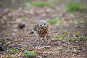 Fieldfare, Turdus pilaris, on a sprng lawn.
